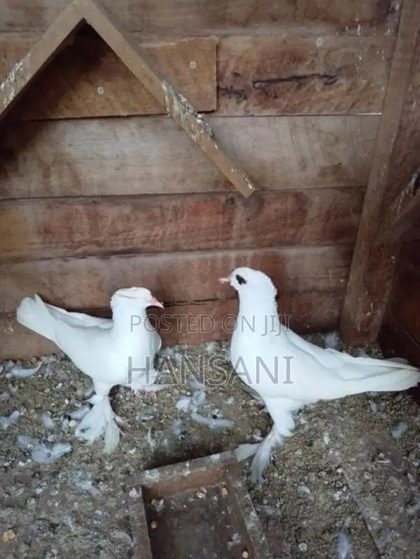 pigeon