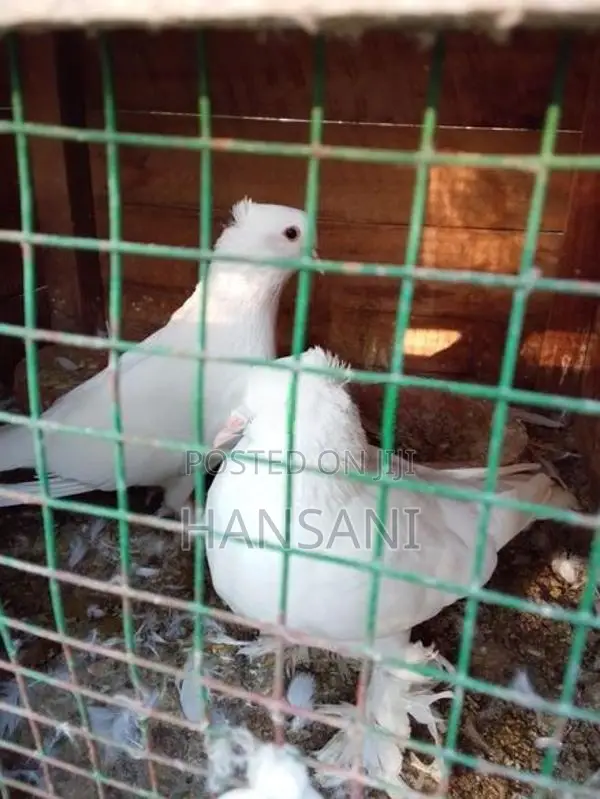 pigeon