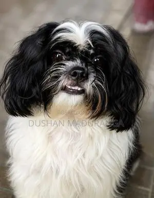 Shih Tzu Female Dog