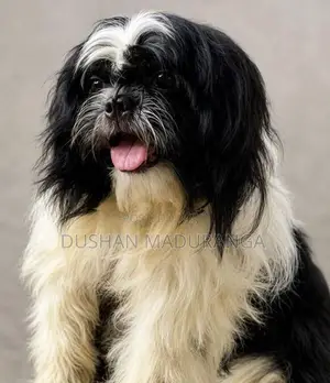 Shih Tzu Female Dog