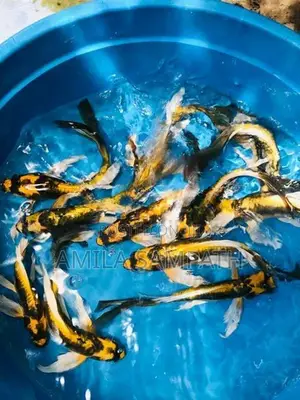 Mayan koi carf