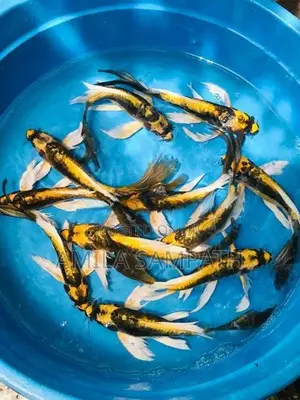 Mayan koi carf