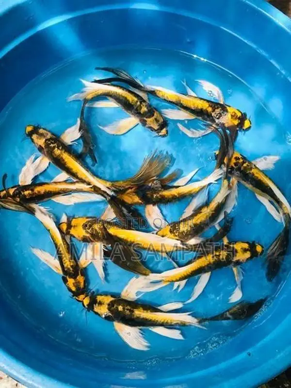 Mayan koi carf