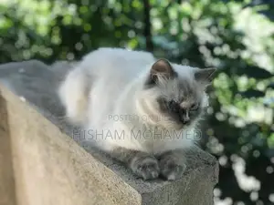Full Persian Cat