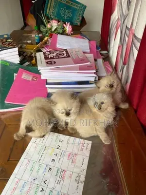 Persian cat