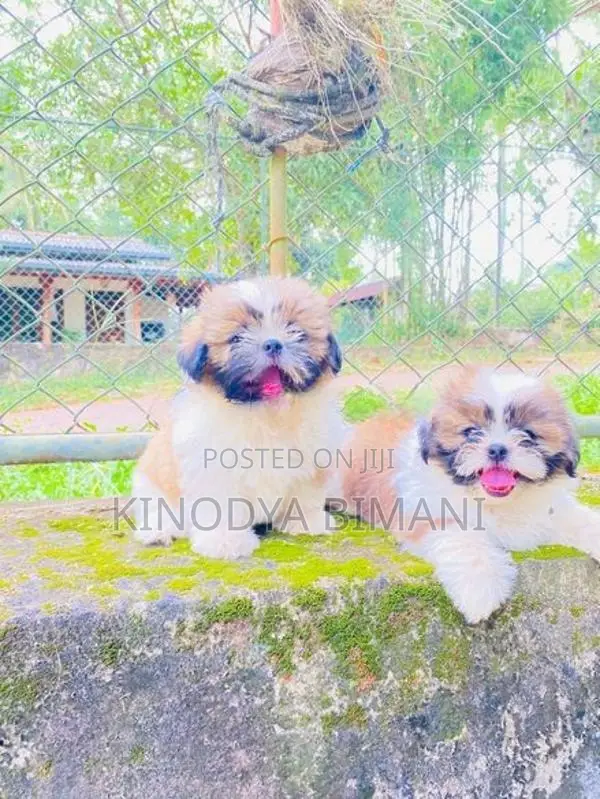 Shih Tzu Puppies