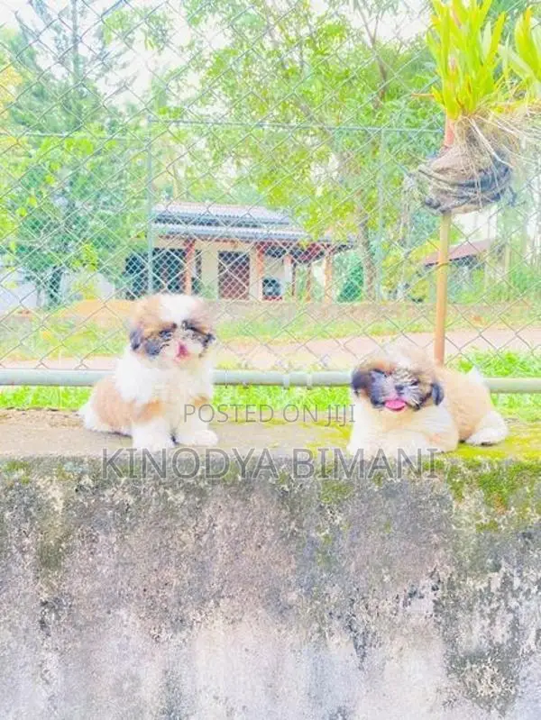 Shih Tzu Puppies