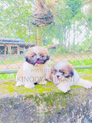 Shih Tzu Puppies