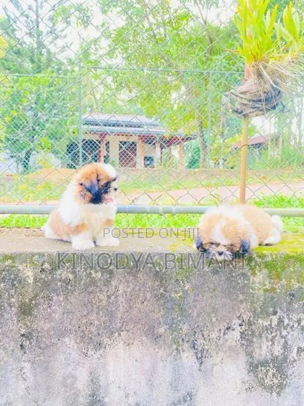 Shih Tzu Puppies