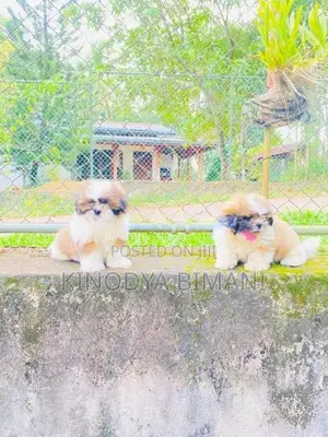 Shih Tzu Puppies