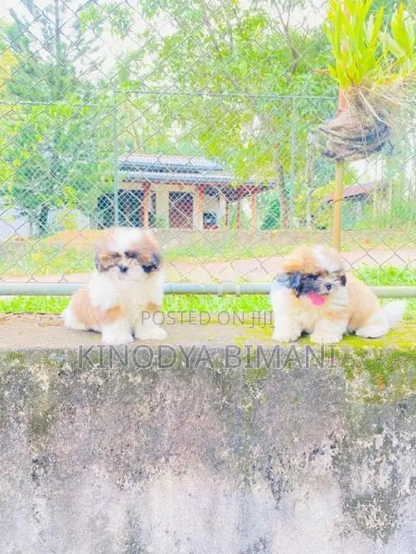Shih Tzu Puppies