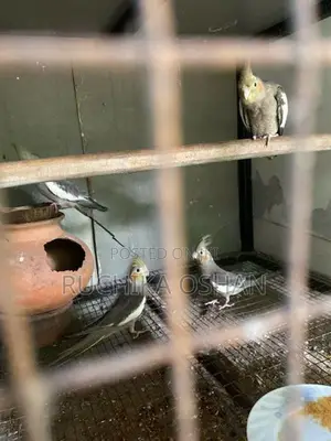 Cocktail Birds