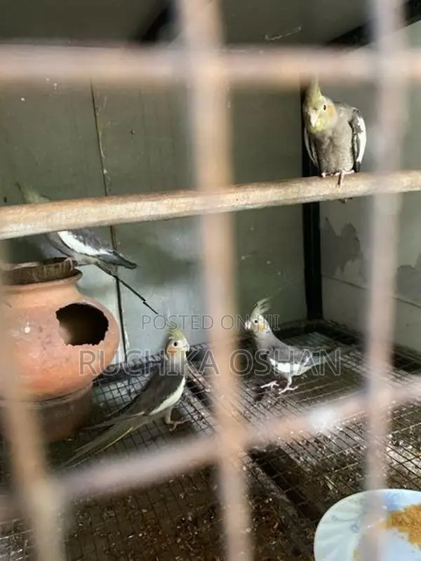 Cocktail Birds