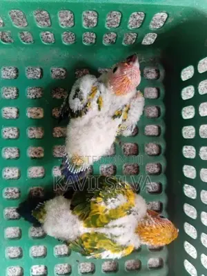 Sun conure