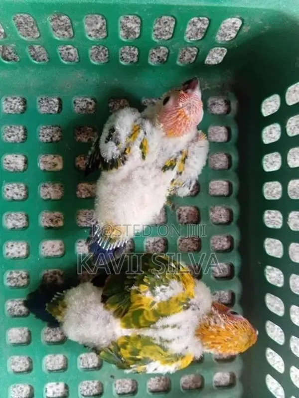 Sun conure