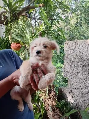 Tibetan Terrier Puppy
