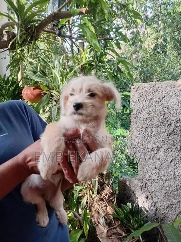 Tibetan Terrier Puppy