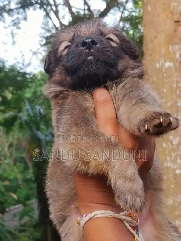 German sherpad puppy