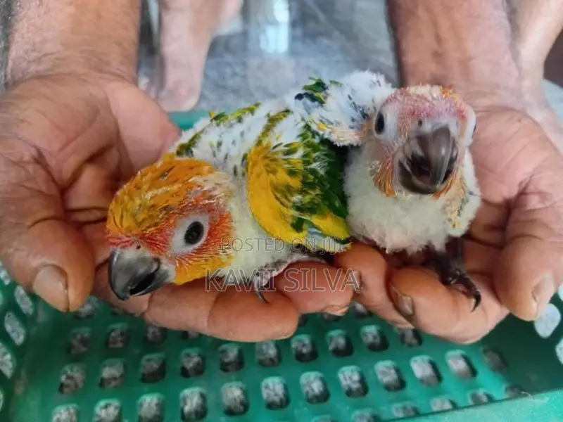 Sun conure