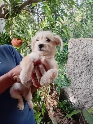 Tibetan Terrier Puppy