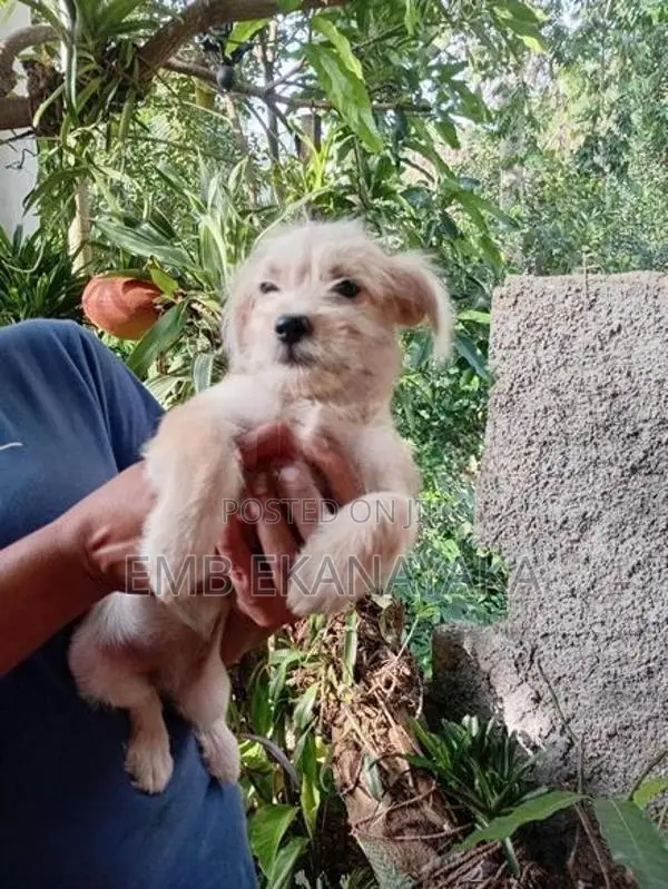 Tibetan Terrier Puppy