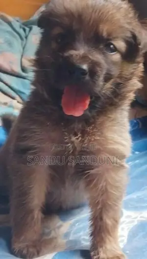 German sherpad puppy
