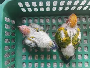 Sun conure