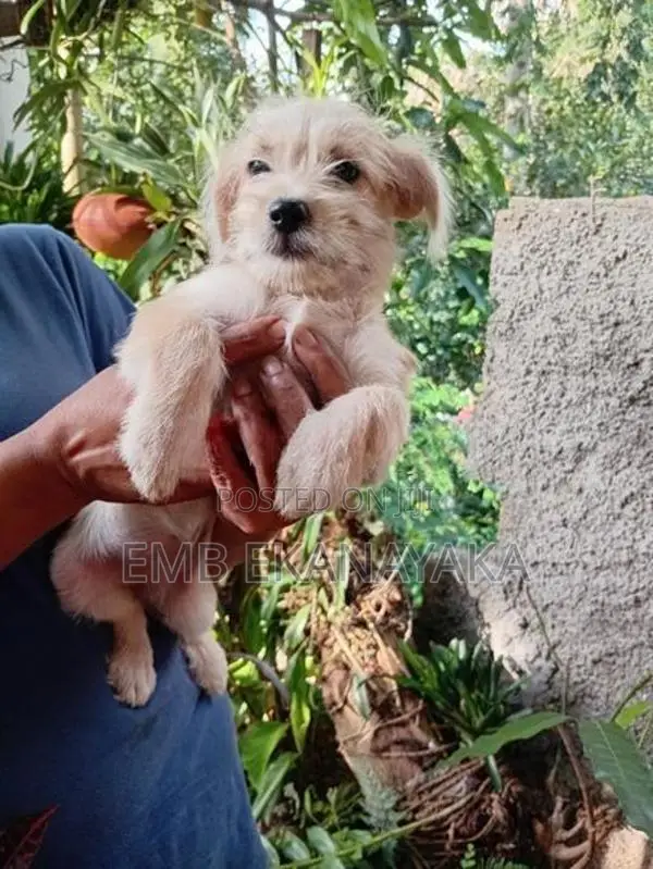 Tibetan Terrier Puppy