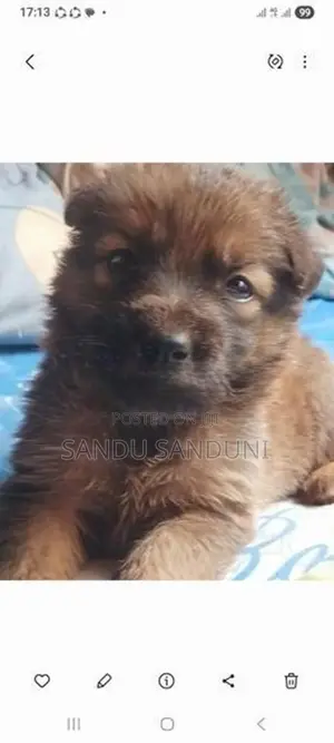 German sherpad puppy