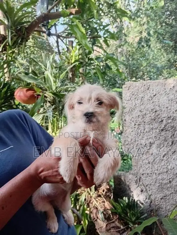 Tibetan Terrier Puppy