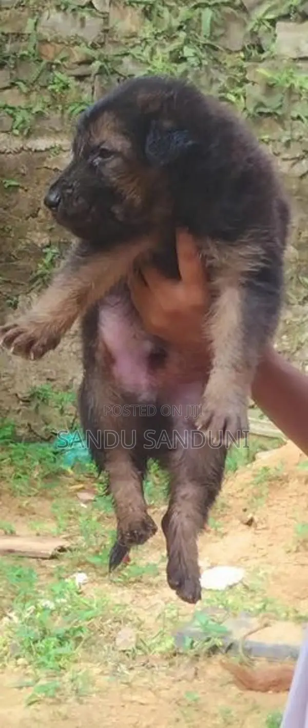 German sherpad puppy