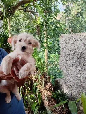 Tibetan Terrier Puppy