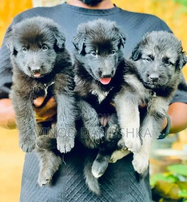 German Shepherd Long Coat Puppies