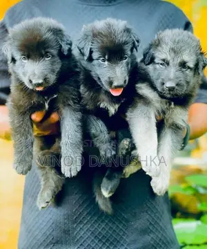 German Shepherd Long Coat Puppies