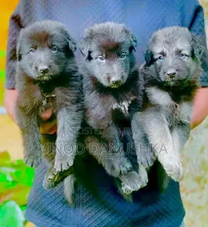 German Shepherd Long Coat Puppies