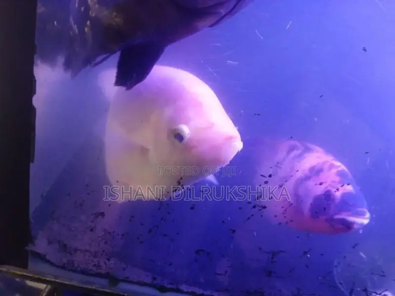 Giant Gourami