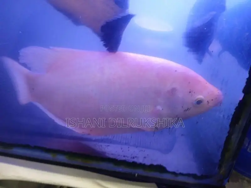 Giant Gourami