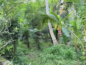 Land for Sale in Kandy