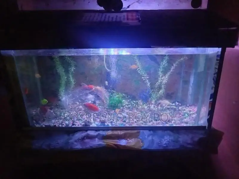 Fish Tank with Fishes