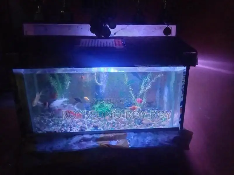 Fish Tank with Fishes