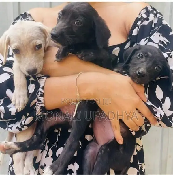 Labrador Mix Puppies
