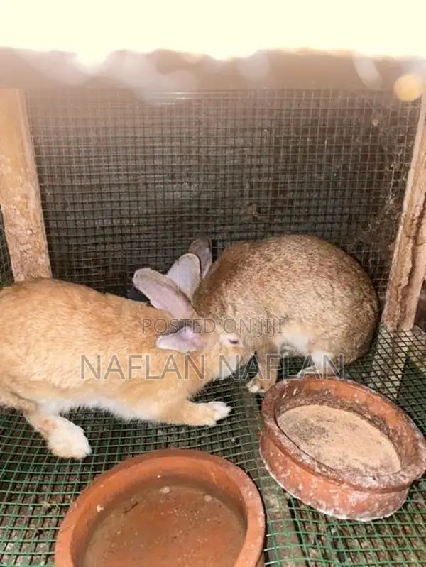 Rabbit