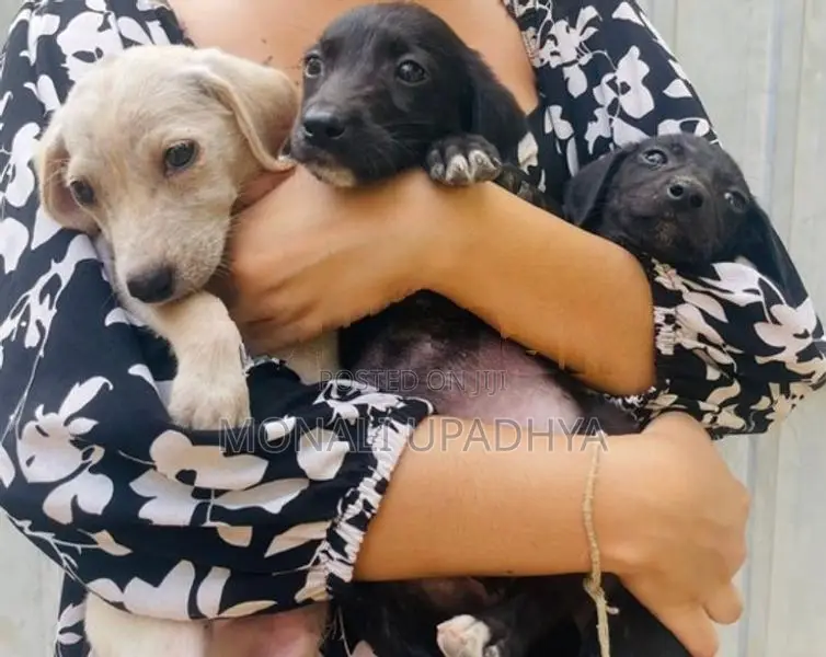 Labrador Mix Puppies