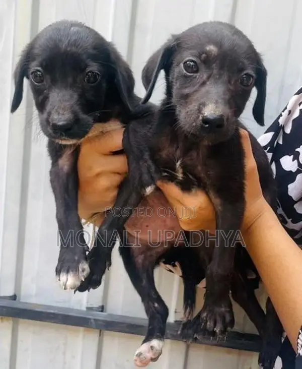 Labrador Mix Puppies