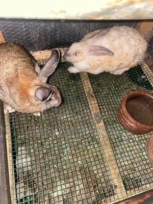 Rabbit