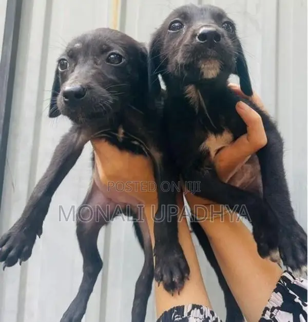 Labrador Mix Puppies