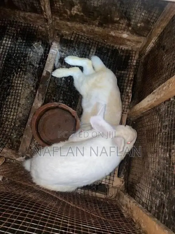 Rabbit