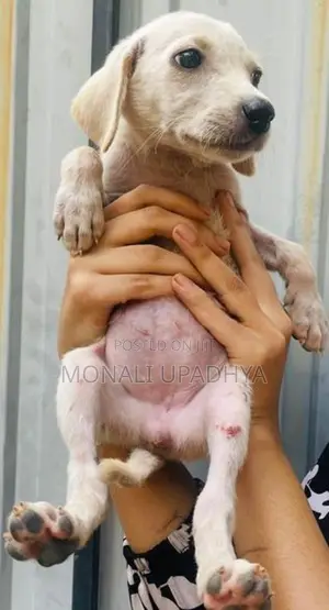 Labrador Mix Puppies