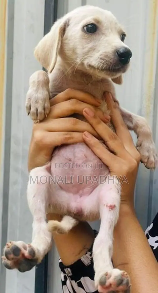 Labrador Mix Puppies