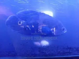 Oscar Fish